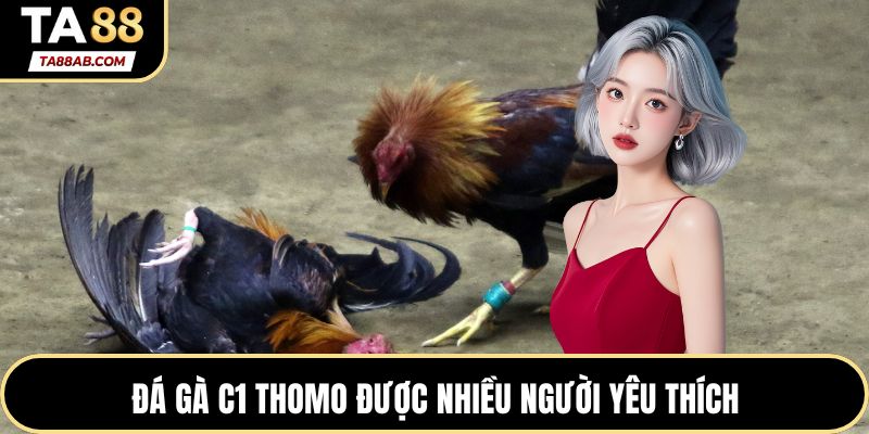 Đá gà C1 Thomo được nhiều người yêu thích
