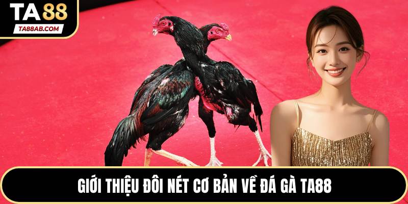 Giới thiệu đôi nét cơ bản về đá gà TA88